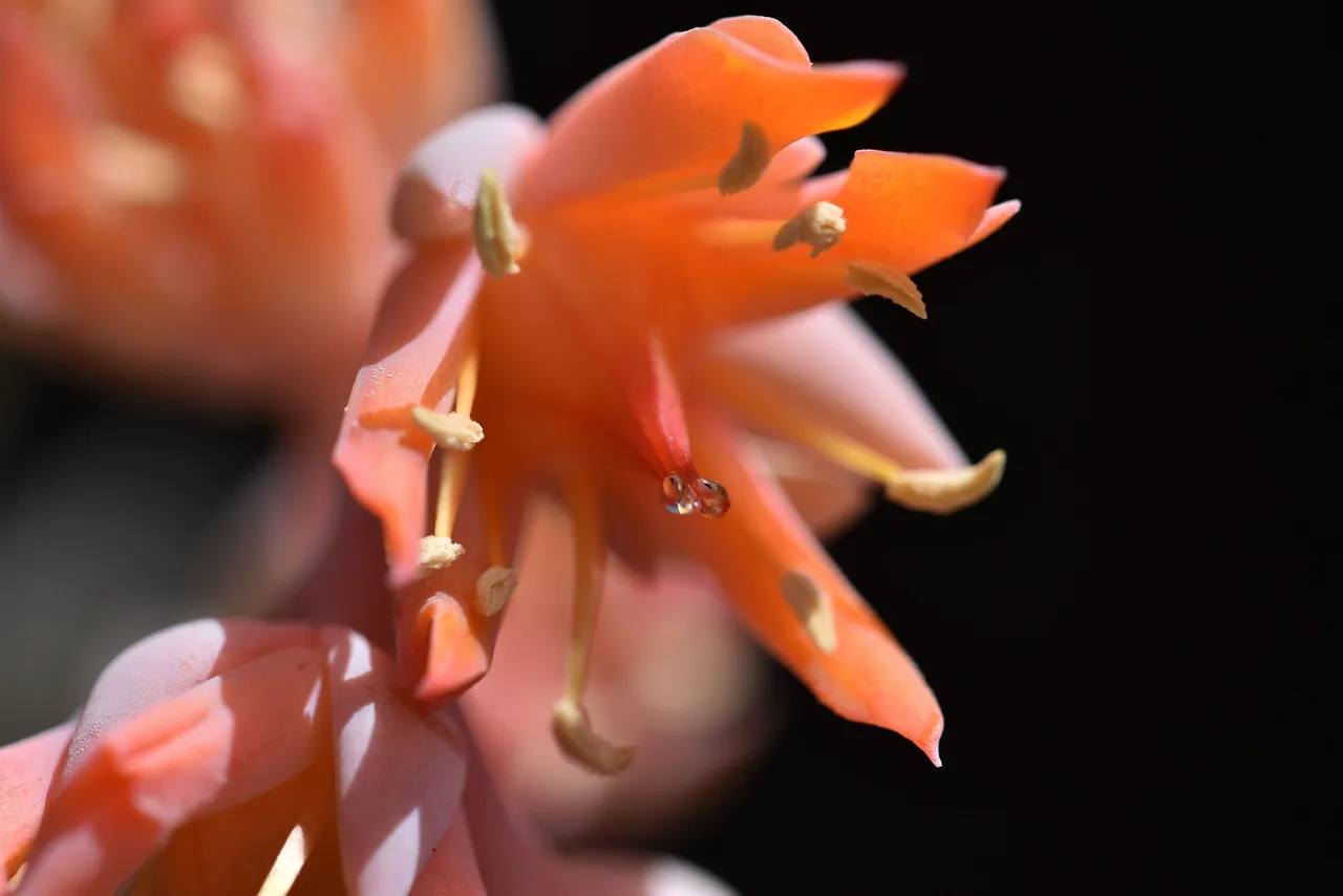 Echeveria runyonii topsy turvy 2022 flowers 5.jpg