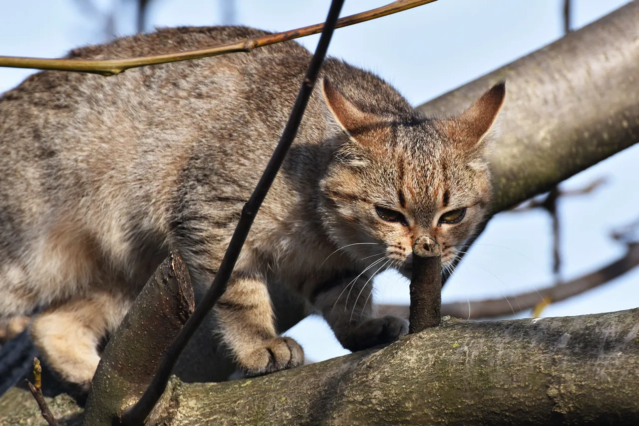 Kitty tree hunt pl 8.jpg