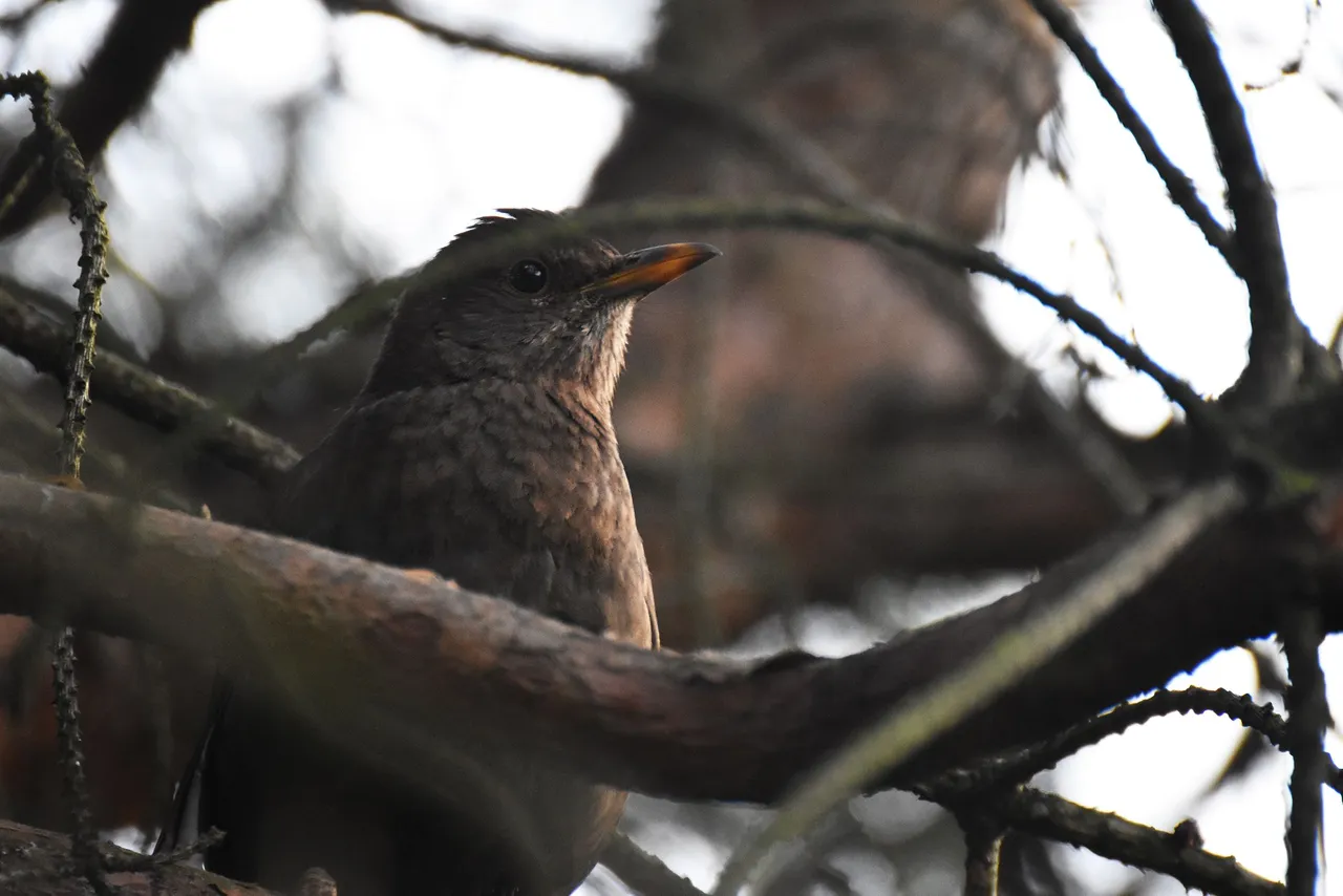 blackbird female pl 8.jpg