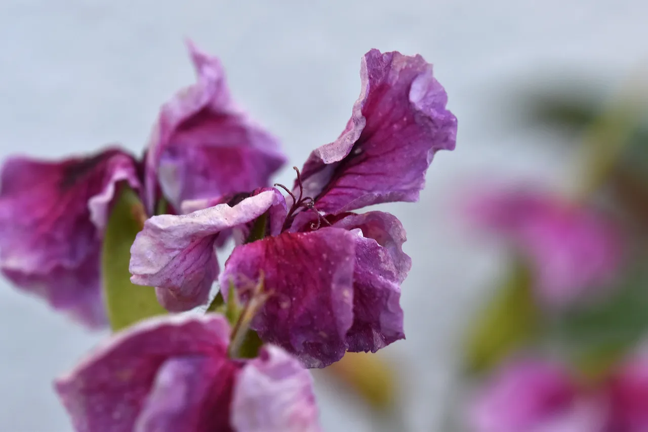Pelargonium seeds 3.jpg