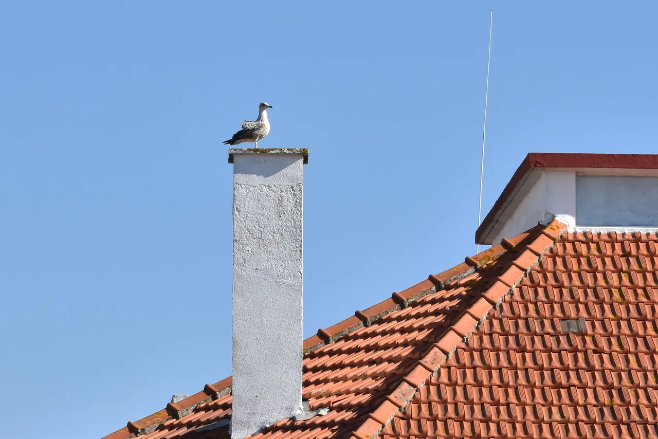 seagul roof.jpg