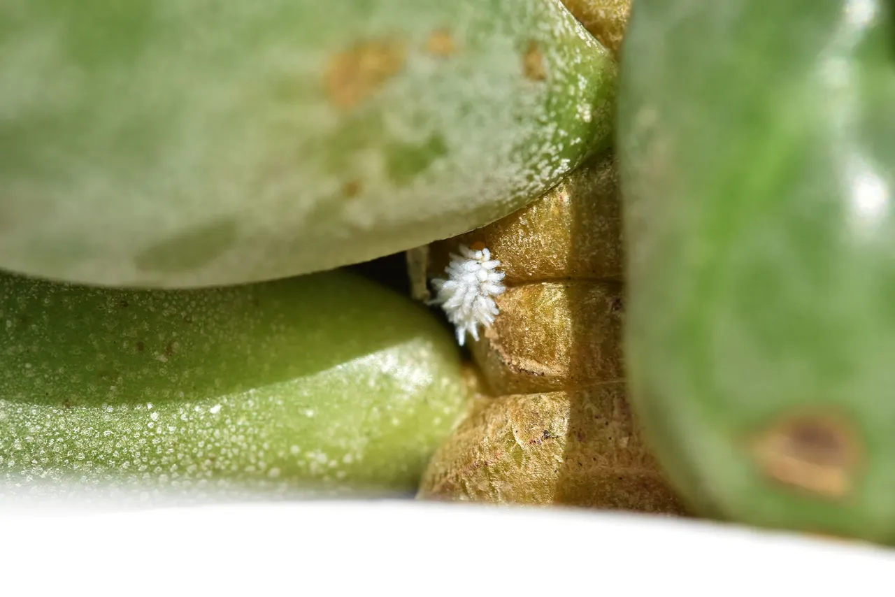 Adromischus cooperi flower 2022 mealybug 1.jpg