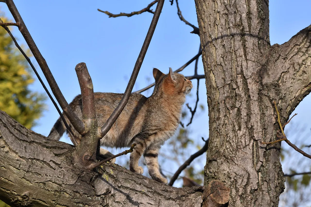 Kitty tree hunt pl 6.jpg