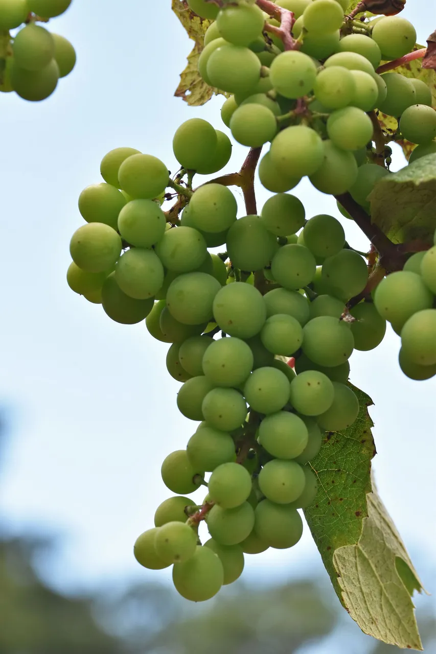 young grapes 2.jpg