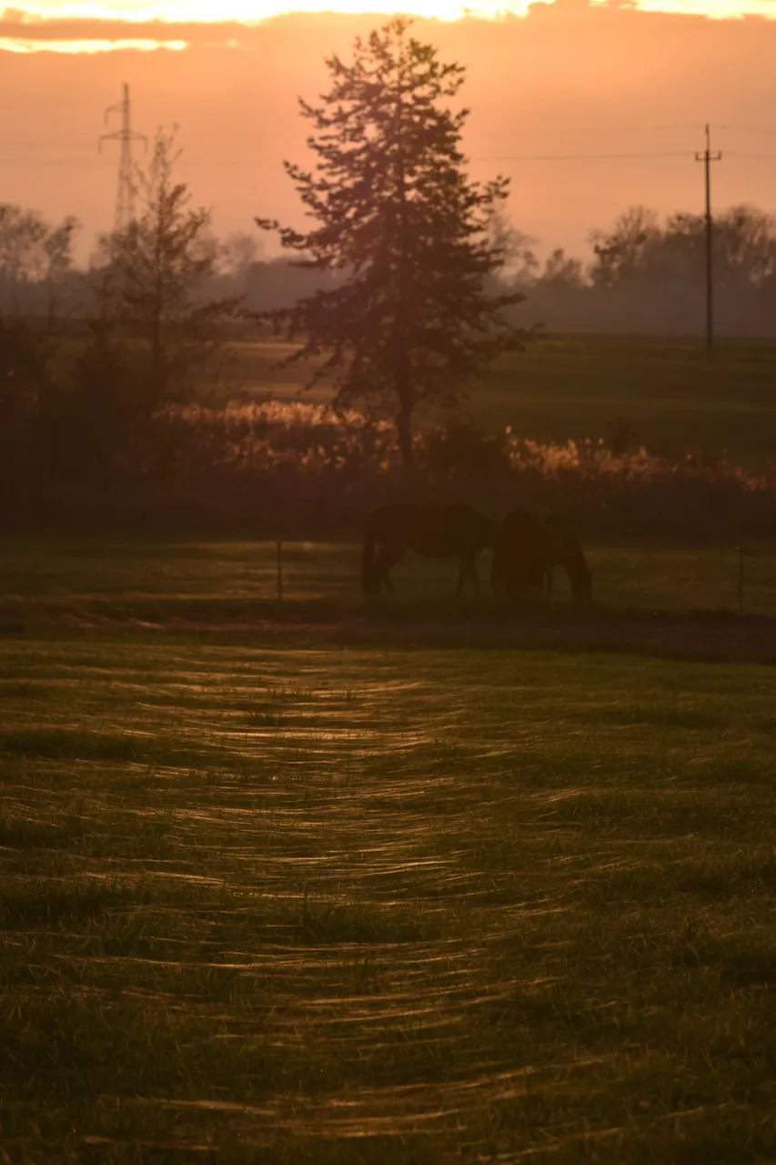 horses webs pl 6.jpg