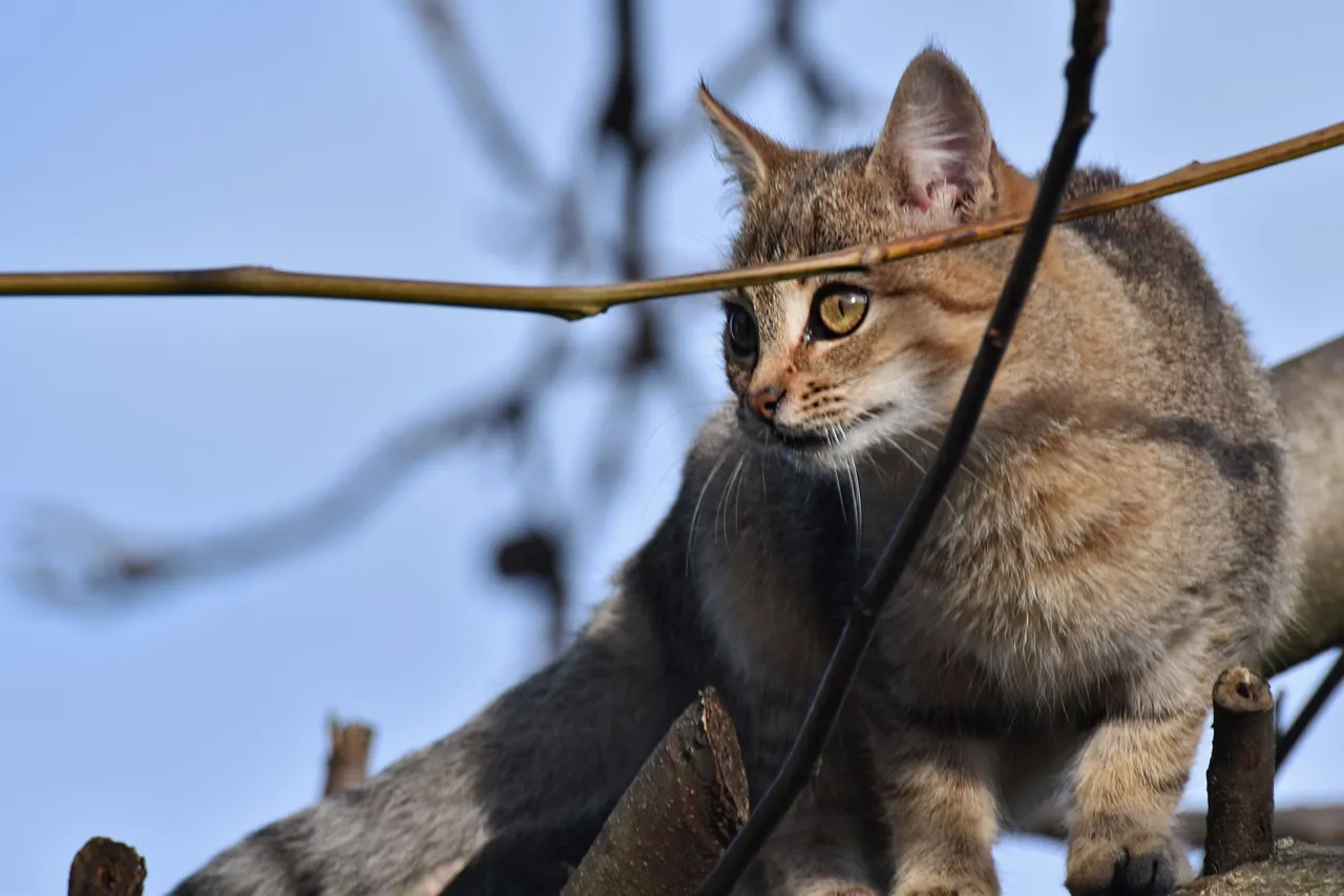 Kitty tree hunt pl 9.jpg