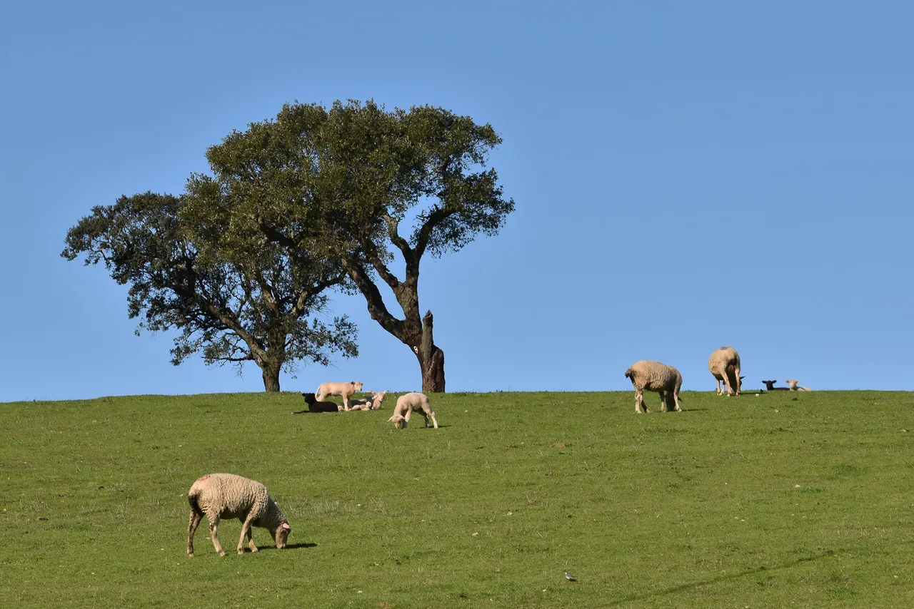 sheep countryside pt 3.jpg