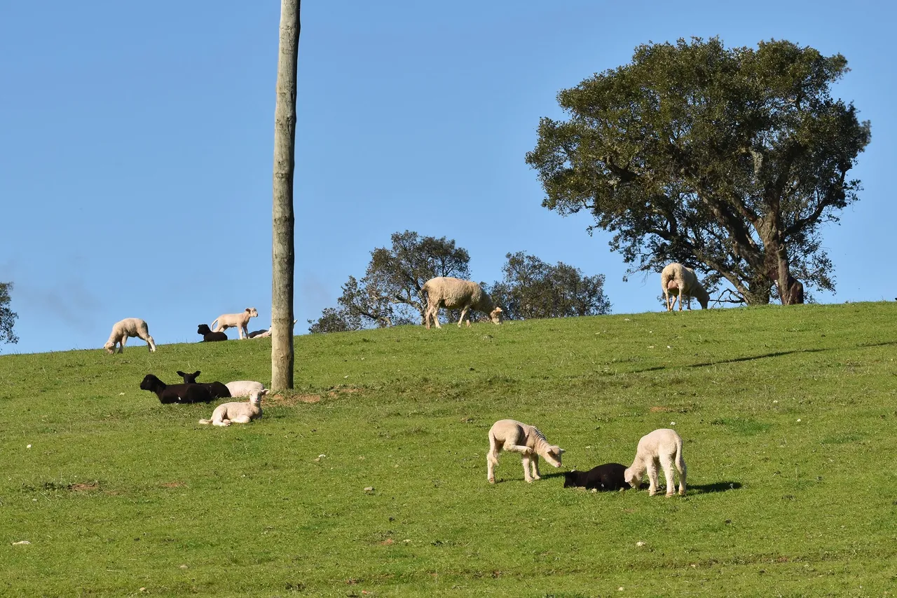 sheep countryside pt 4.jpg