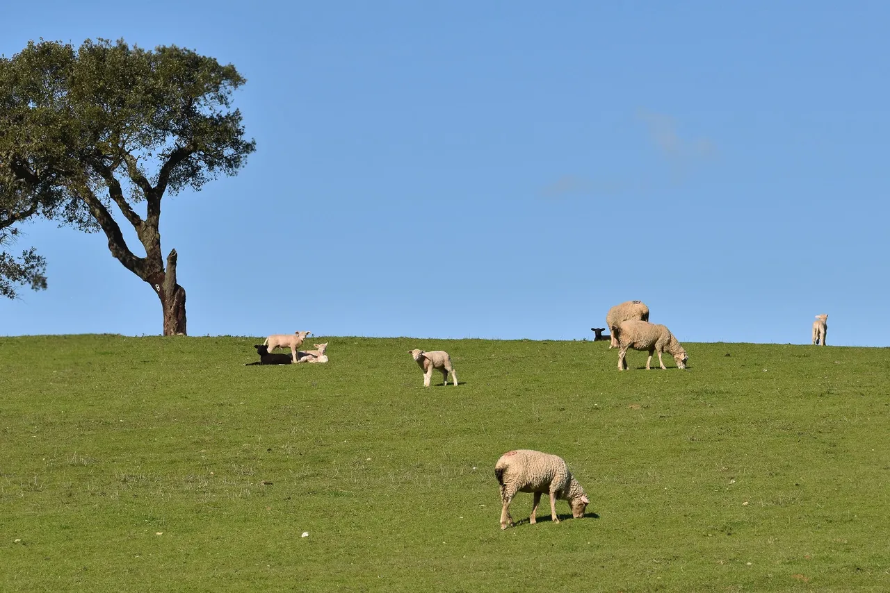 sheep countryside pt 2.jpg