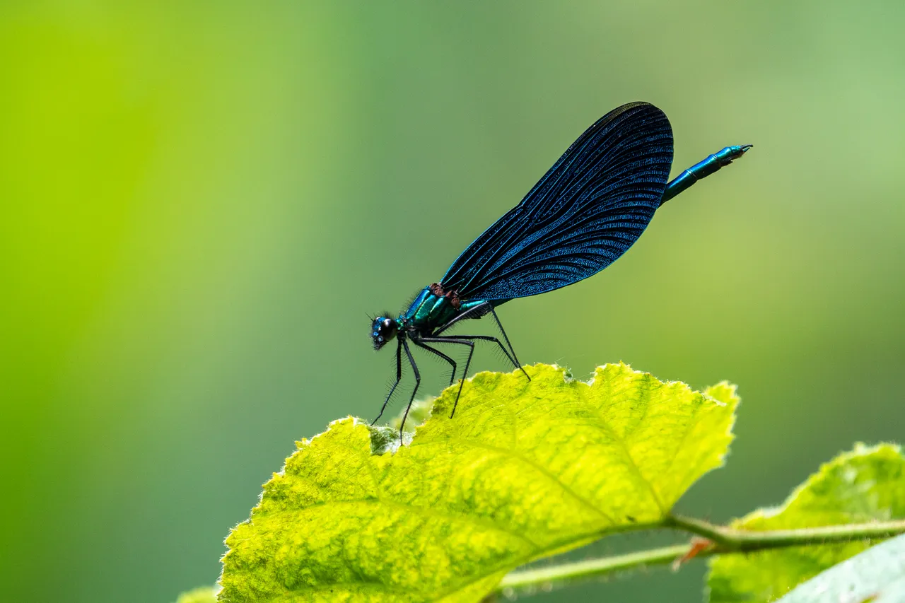 BlauflügelPrachtlibelle Calopteryx virgo_P1913098.jpg