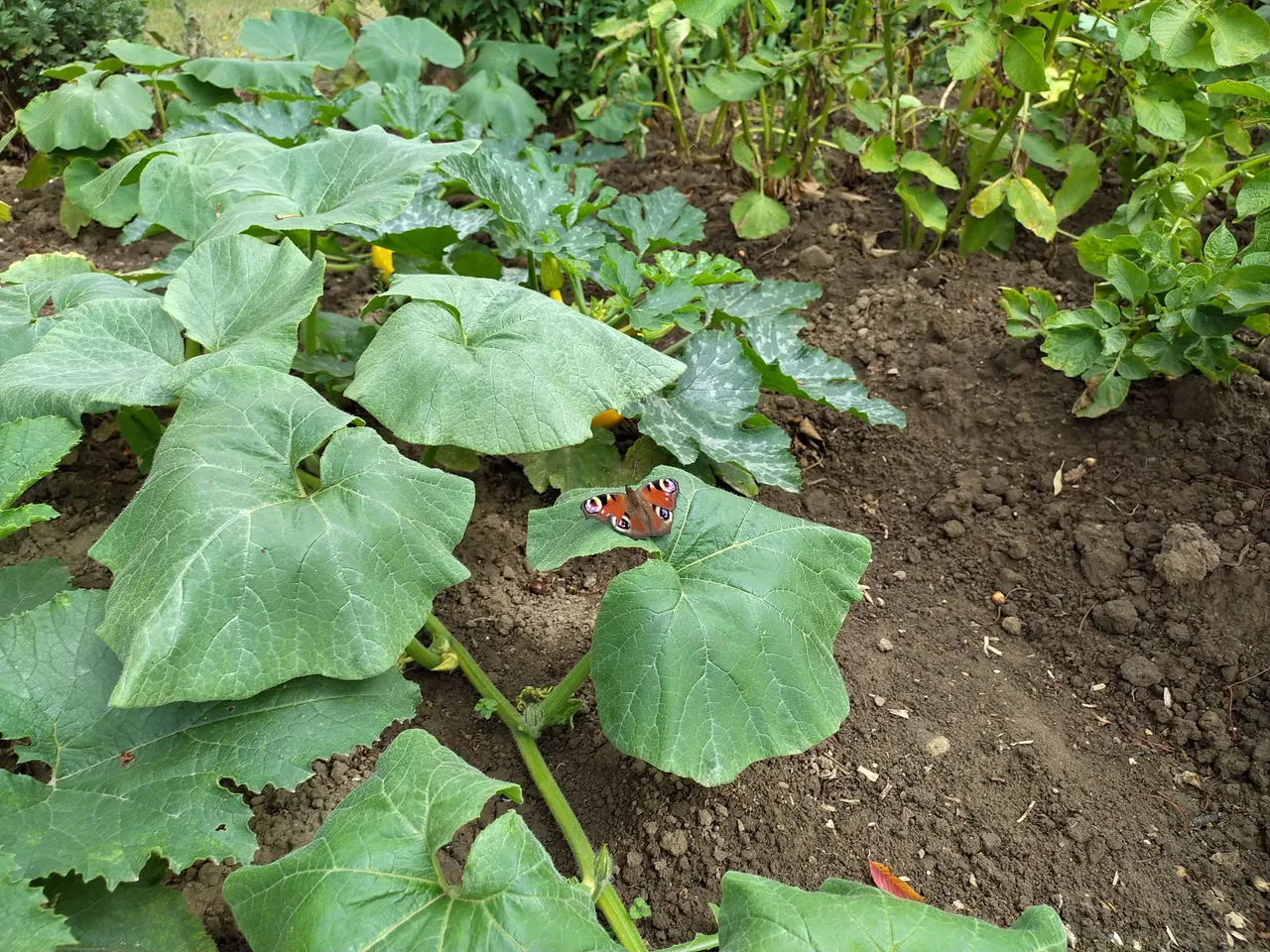 IMG_20250713_111334.jpg