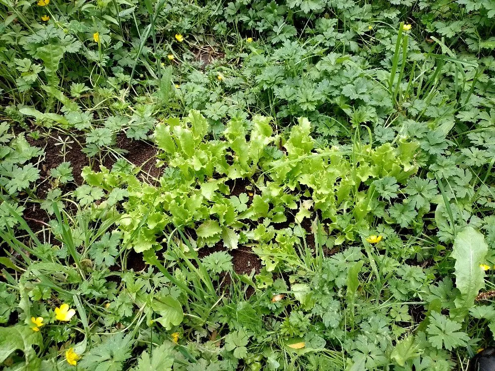 the lettuce invasion.jpg