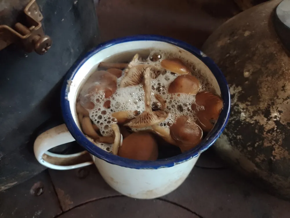mushrooms boiling.jpg