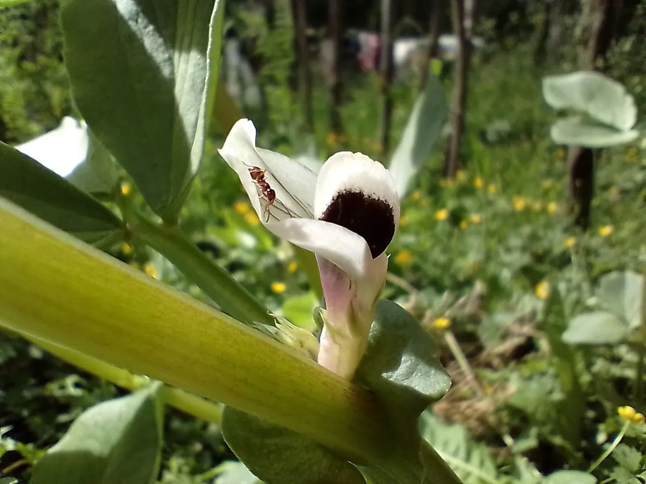 the ant and the flower.jpg