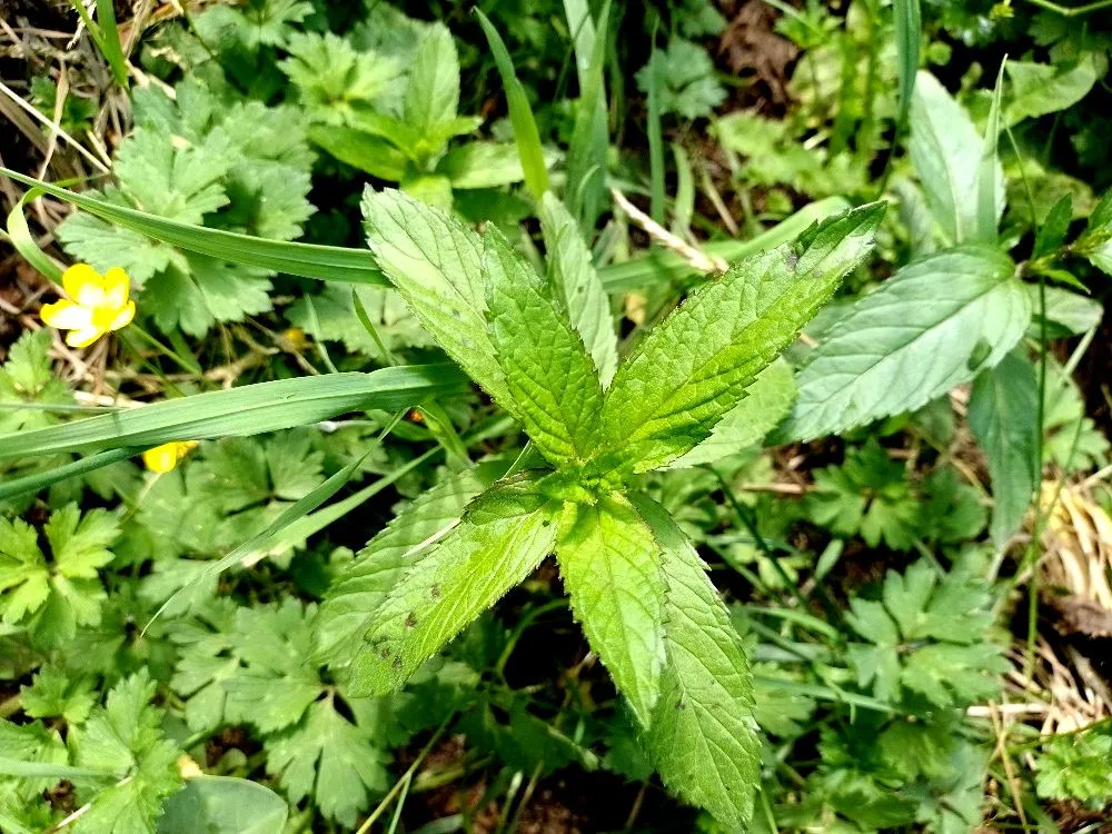 peppermint, now you know the english name.jpg