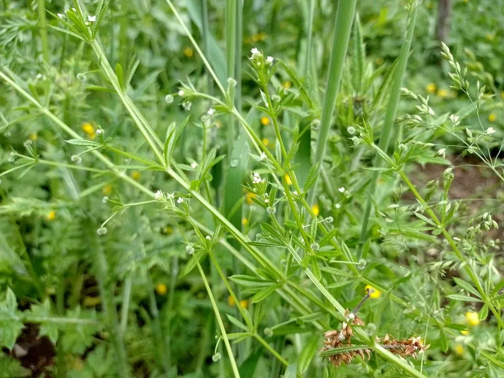 goosegrass.jpg