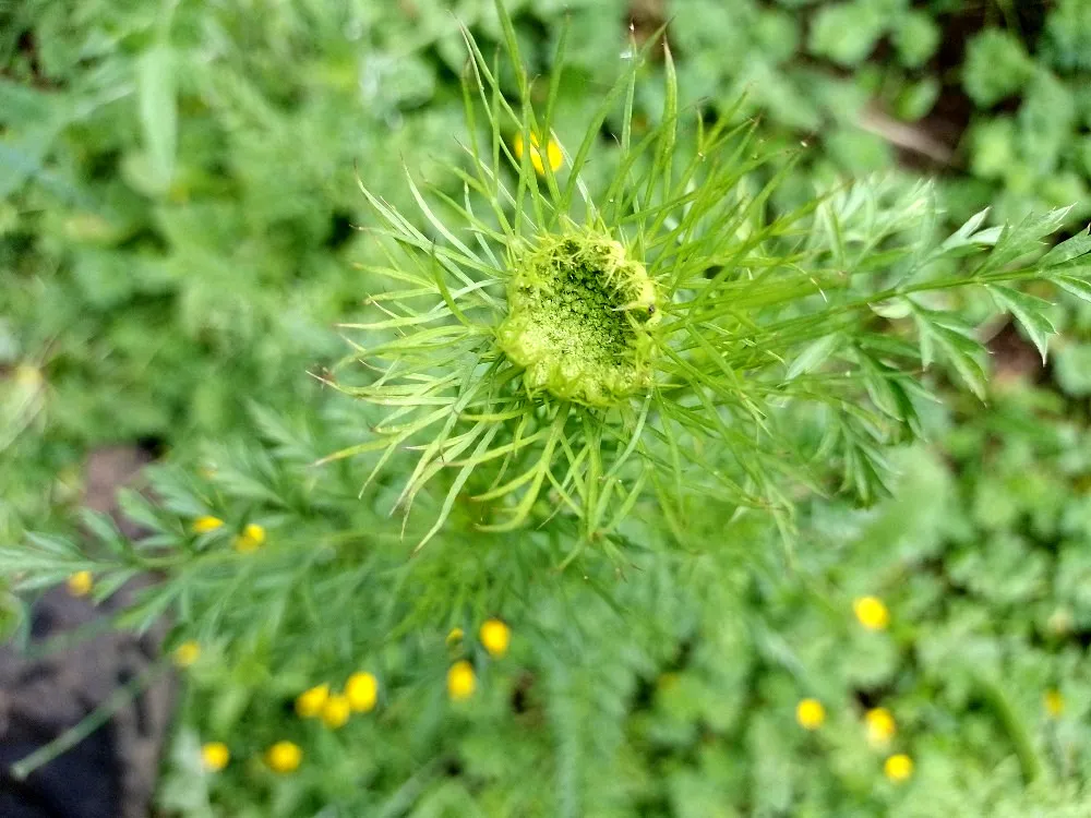 let's look at the cosmos inside a flower for a moment.jpg