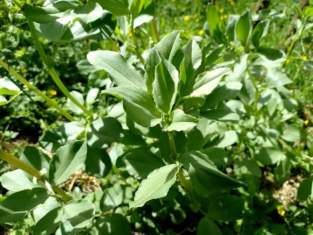 this is a good broad bean pic lad finally.jpg