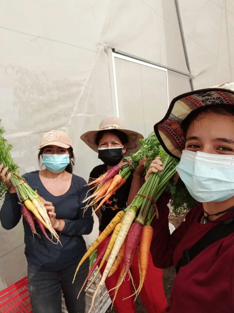 El equipo con las zanahorias d ecolores (1).jpg