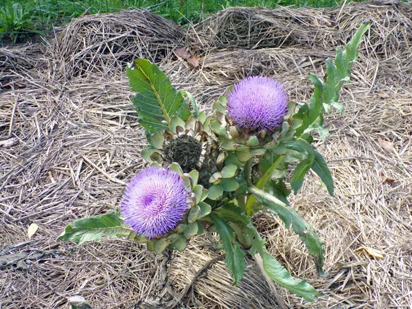 Big garden  Artichoke flowers crop Oct. 2020.jpg