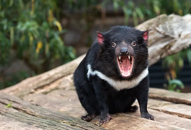 tasmanian-devil-ge580d7f04_640.jpg