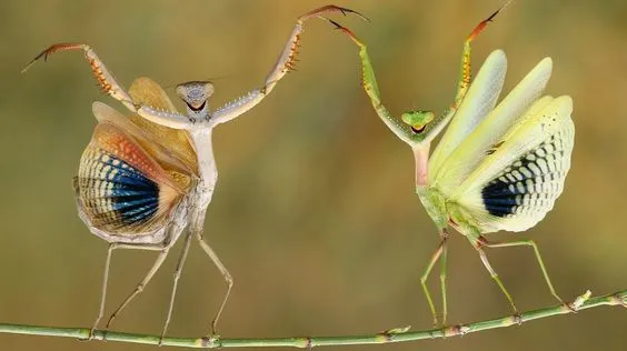 mantis.jpg