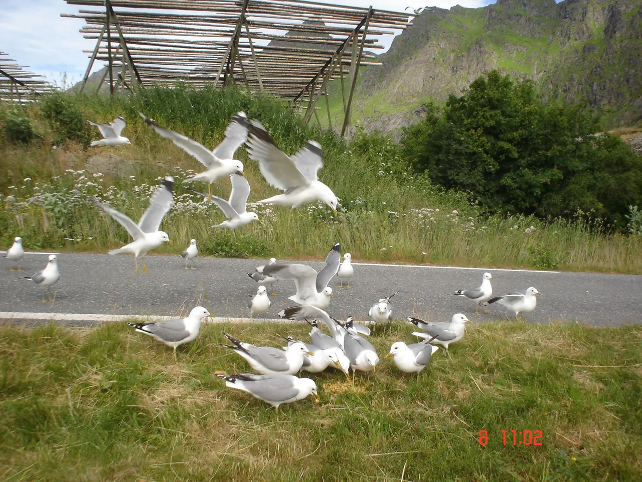 lofoten2007 016.jpg