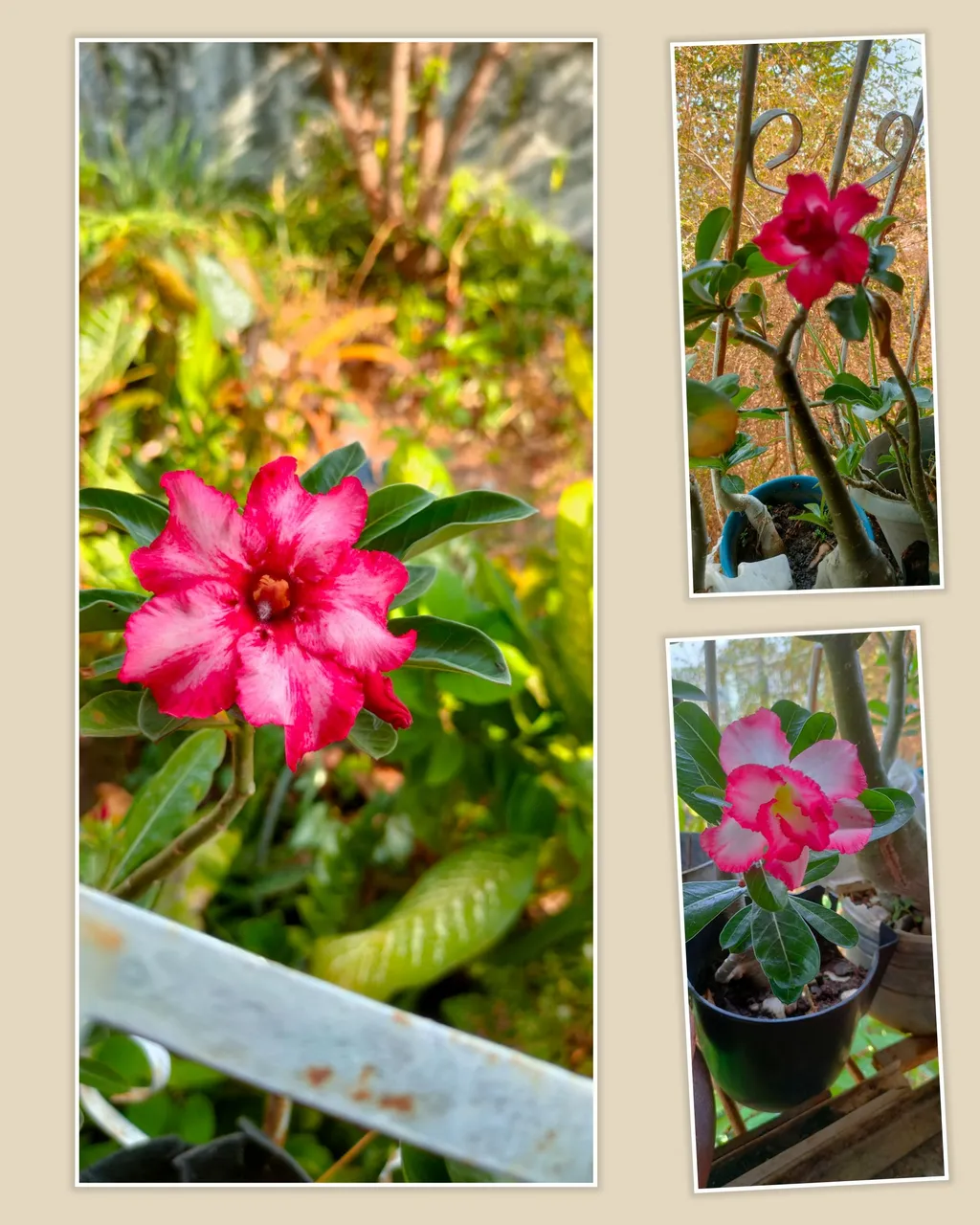 photocollage_202449151949127.jpg
