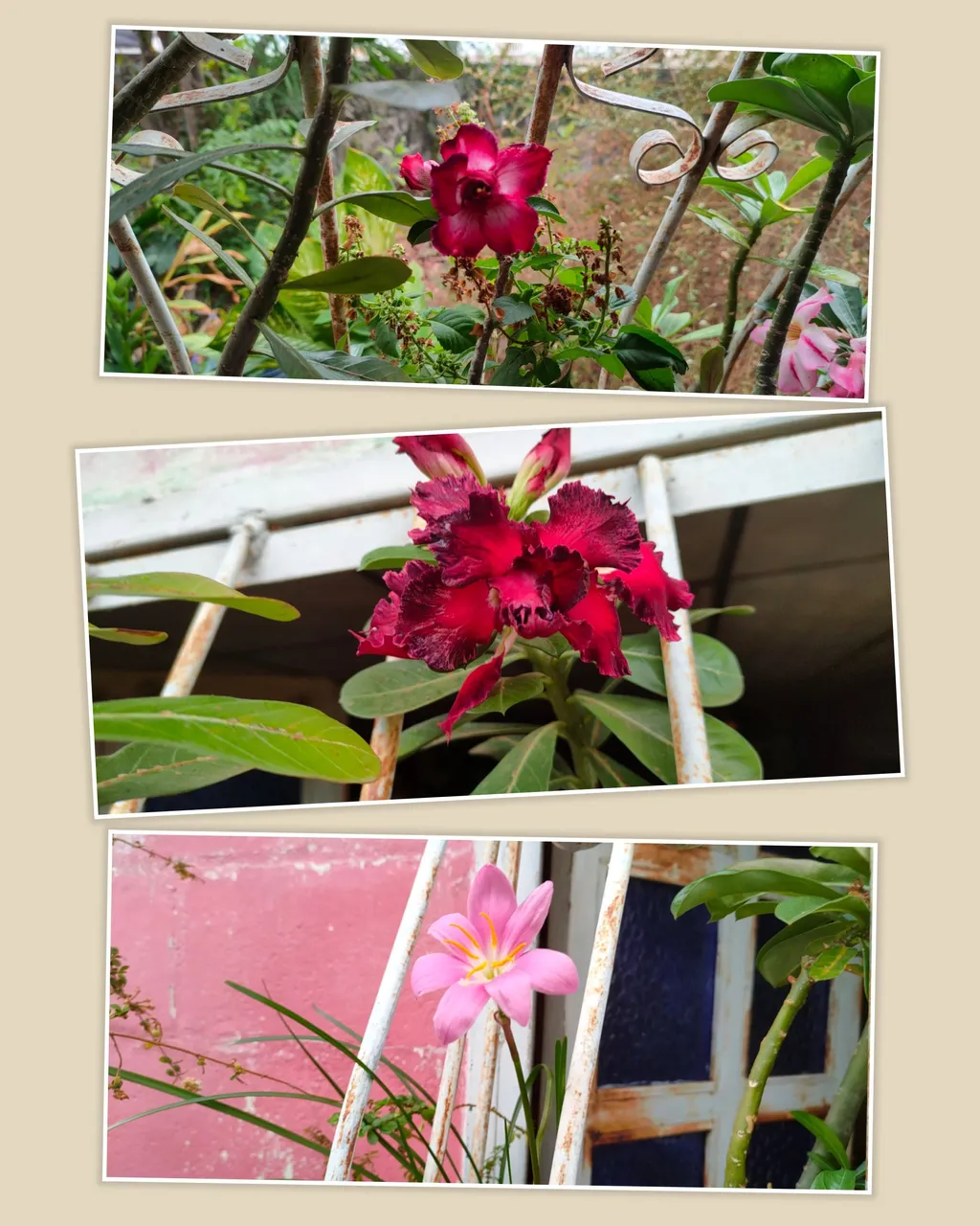 photocollage_202449152048119.jpg