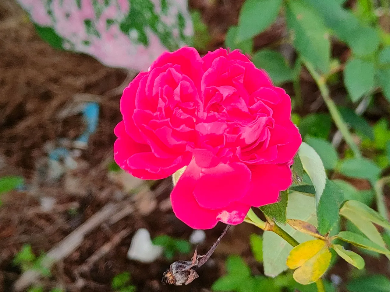 IMG20230708070135.jpg