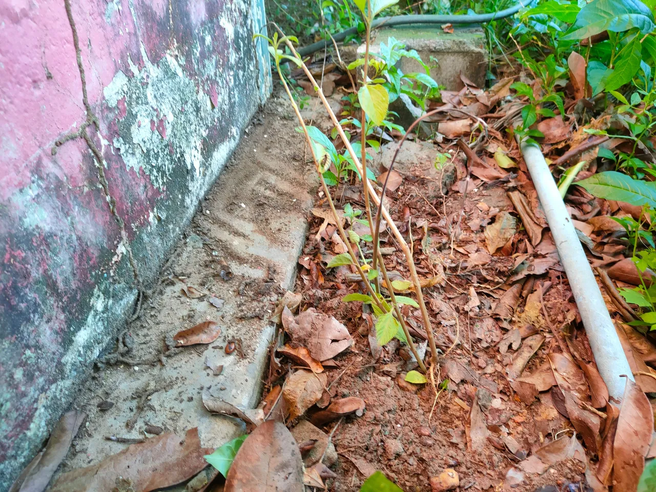 IMG20230611170501.jpg