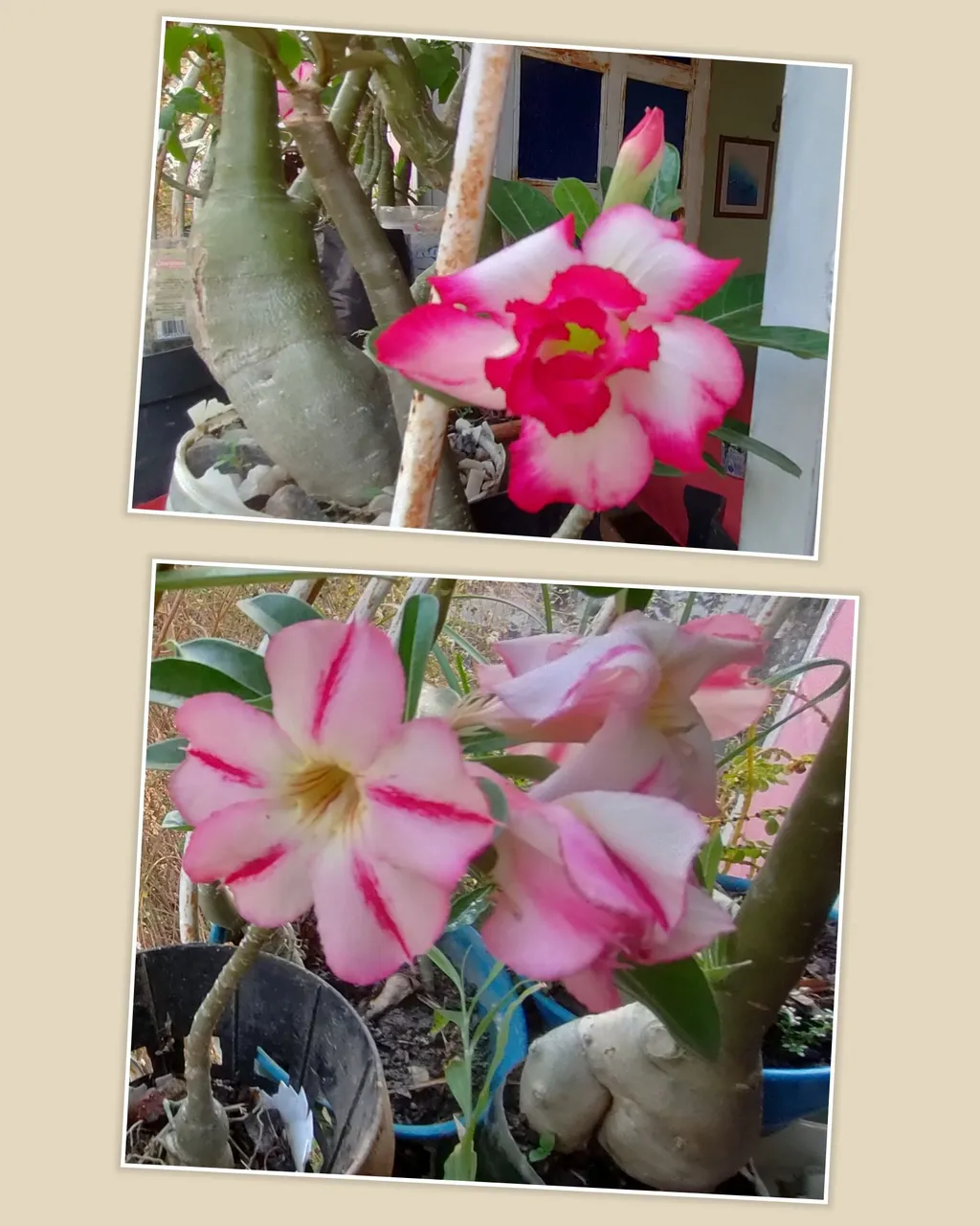 photocollage_20244915192238.jpg