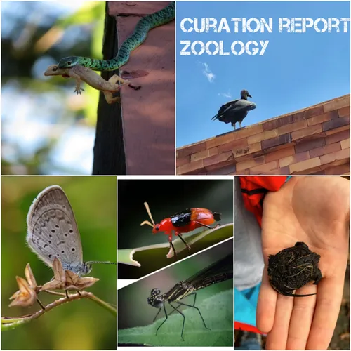 amazing-nature-zoology-curation-november-2022-1