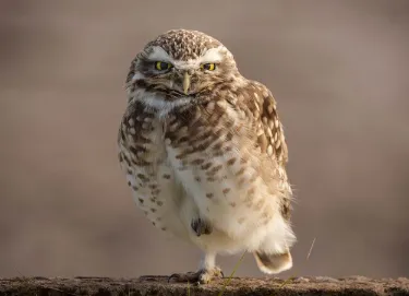 owl-one-leg.png