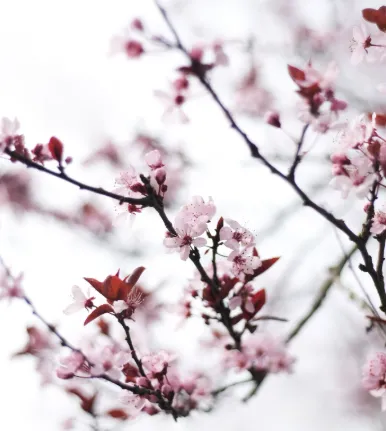 pinkblossom.png