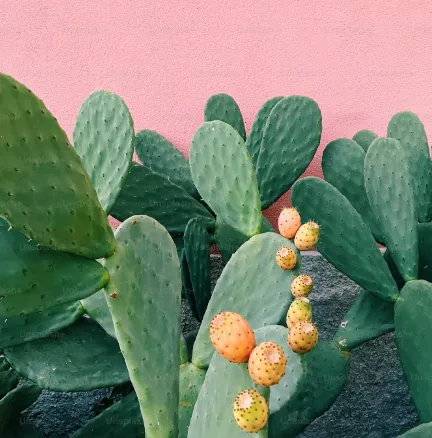 cactus