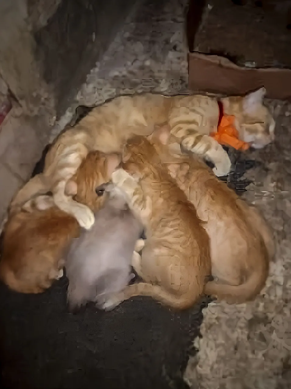 famili.jpg