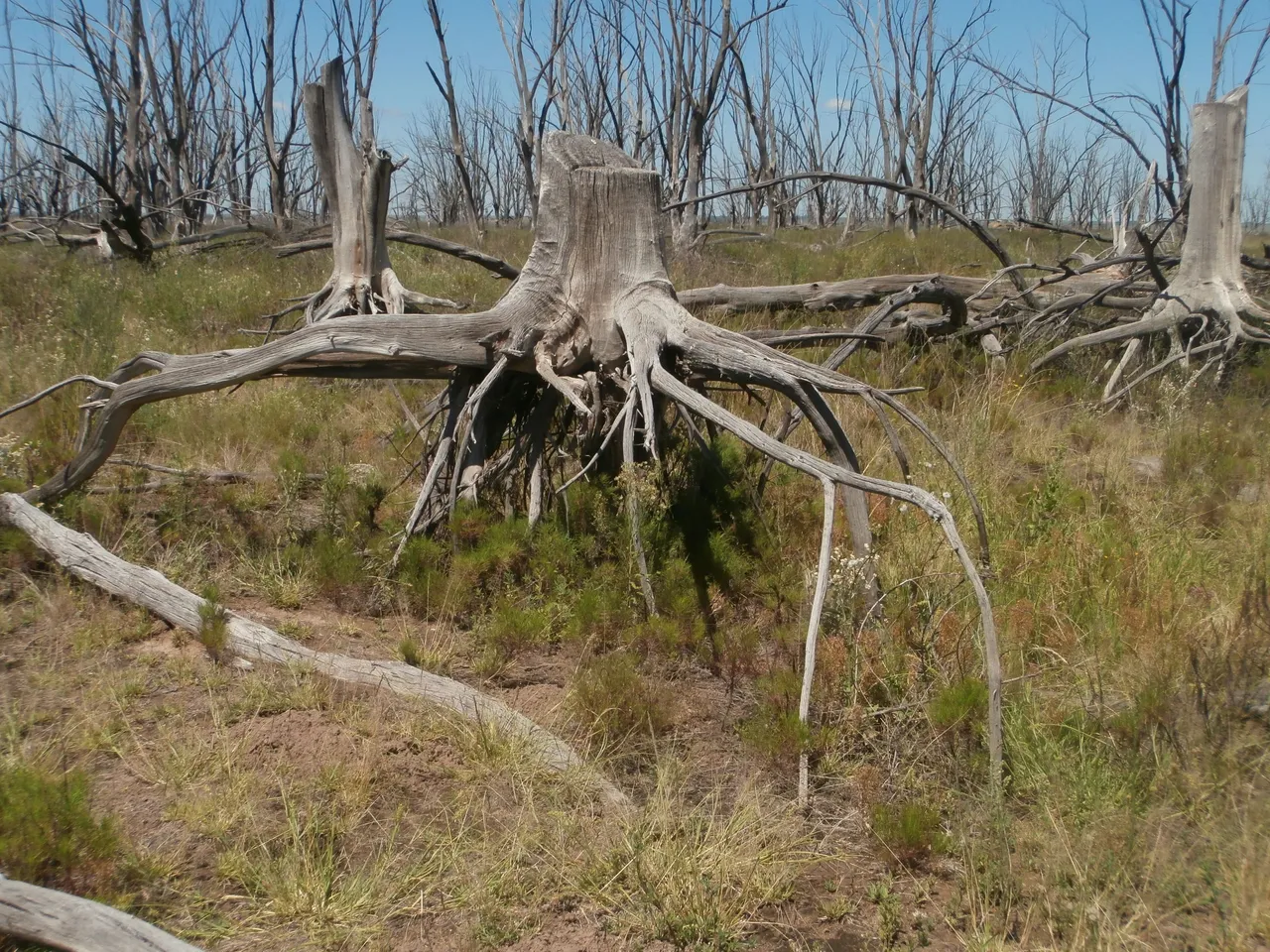 88.-P2090206.JPG