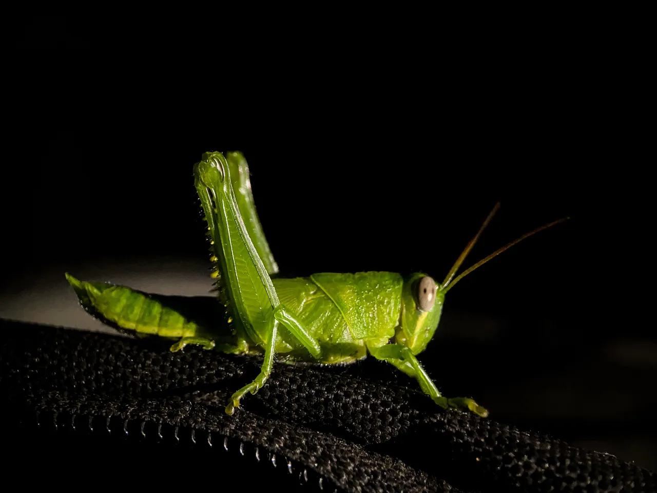 EAB84243-BD7B-464D-9122-5E0B3B355F3F.jpeg