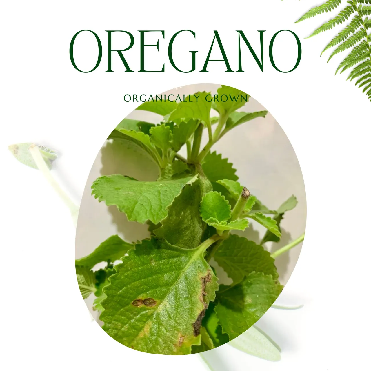 Organic Natural Green Tea Promotion Instagram Post.jpg