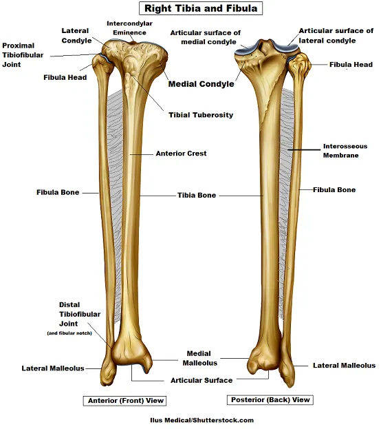 tibia-site.png
