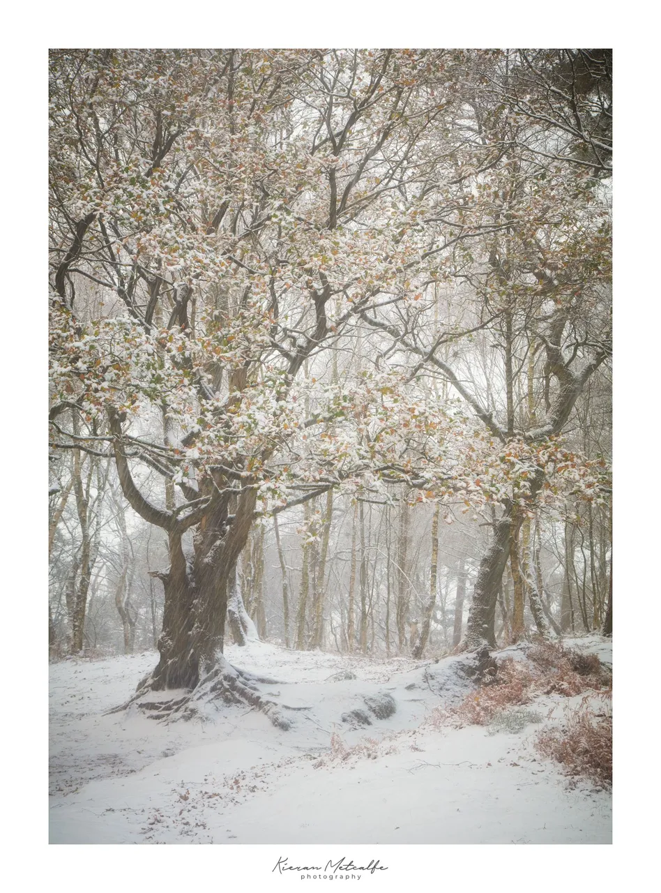 Winter in the Woods - © Kieran Metcalfe BdrSig.jpg