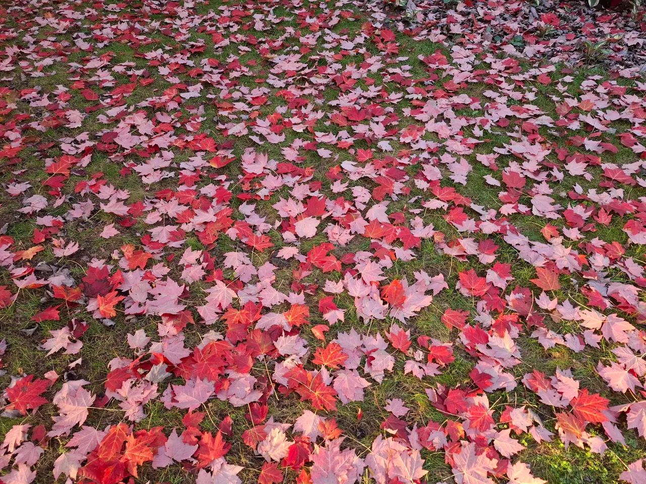 20241019_174915.jpg