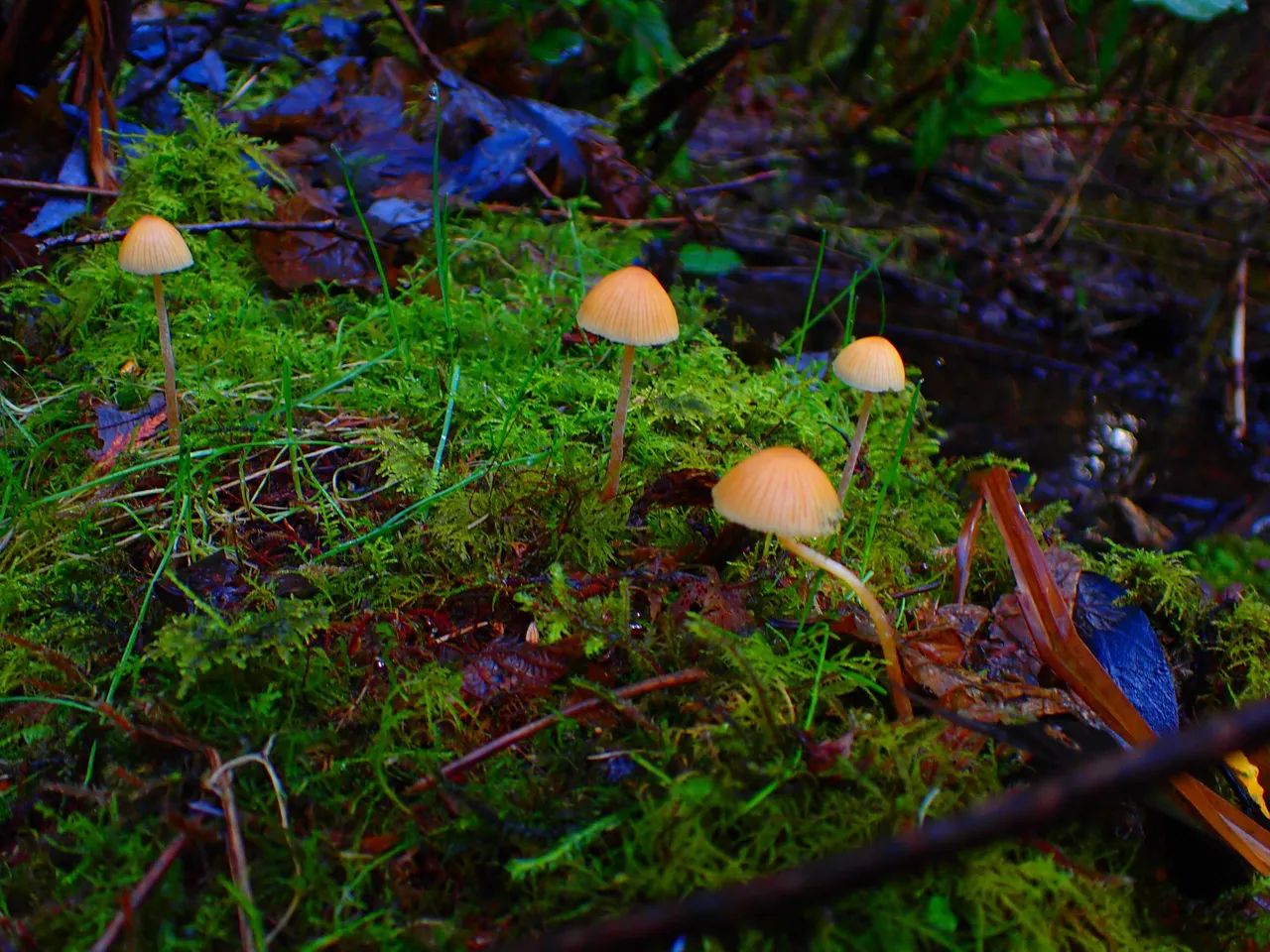 macro_nature0001.jpg