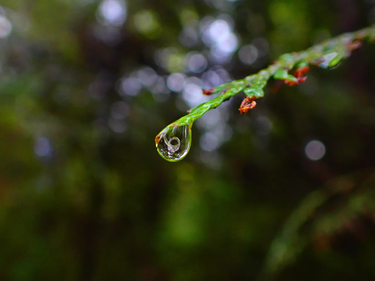 macro_nature0012.jpg