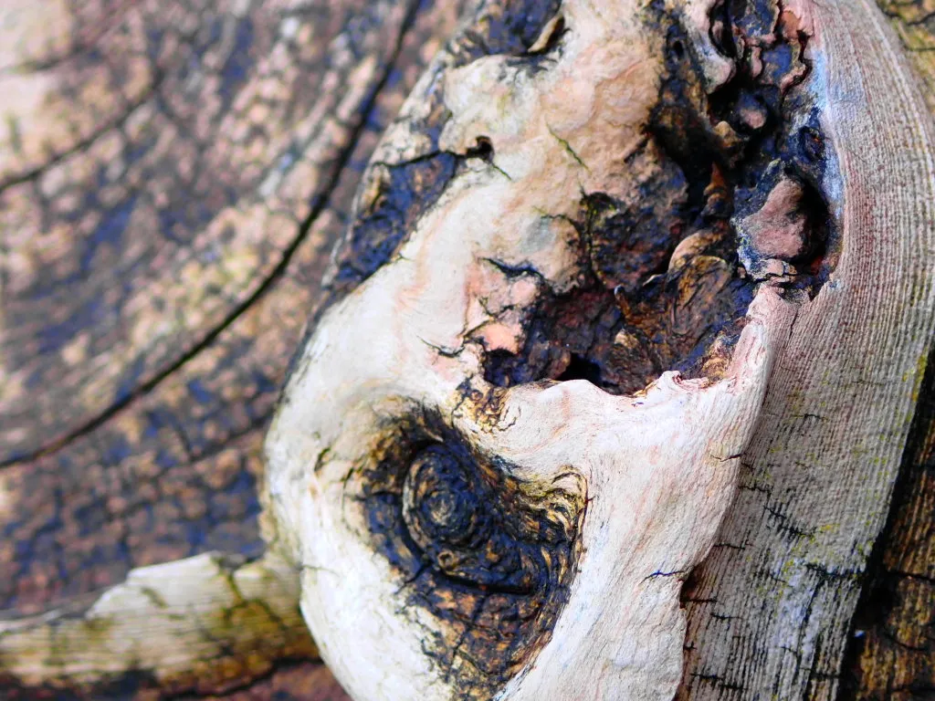 DriftWood20220011.jpg
