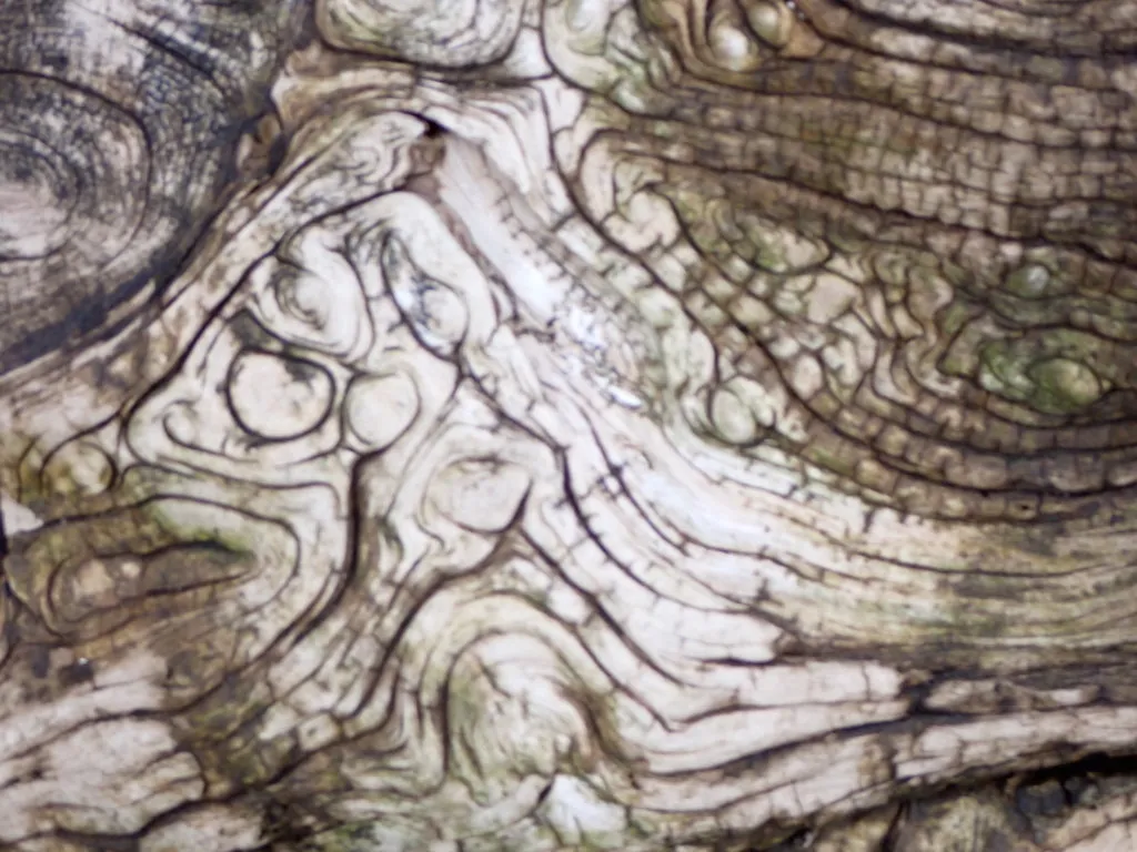 DriftWood20220009.jpg