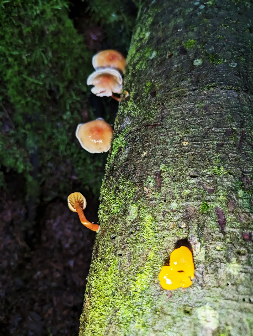 Forest_Fungi0003.jpg