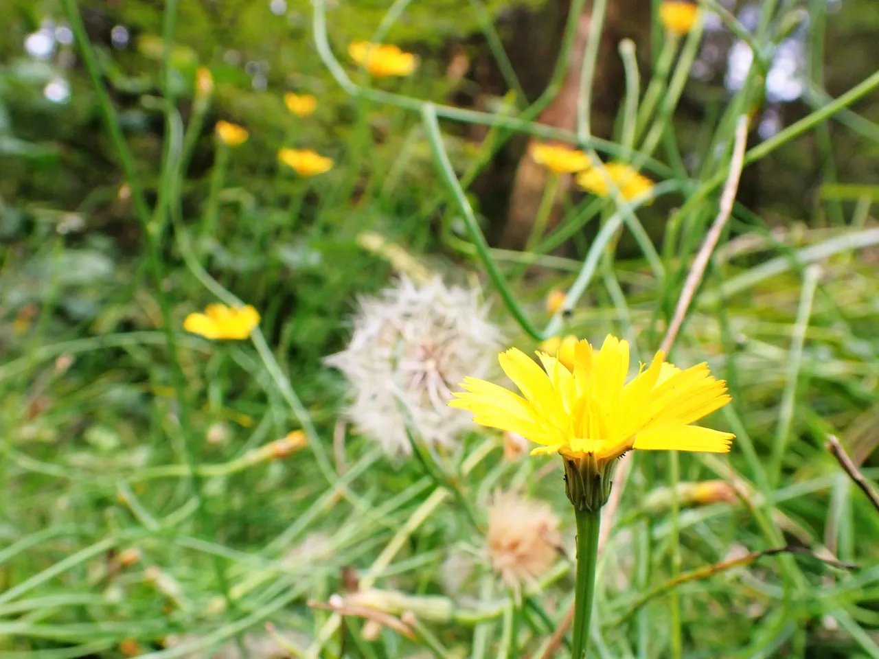 yellow_flower_park.jpg