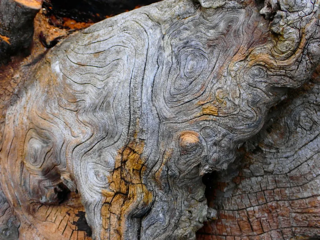 DriftWood20220002.jpg